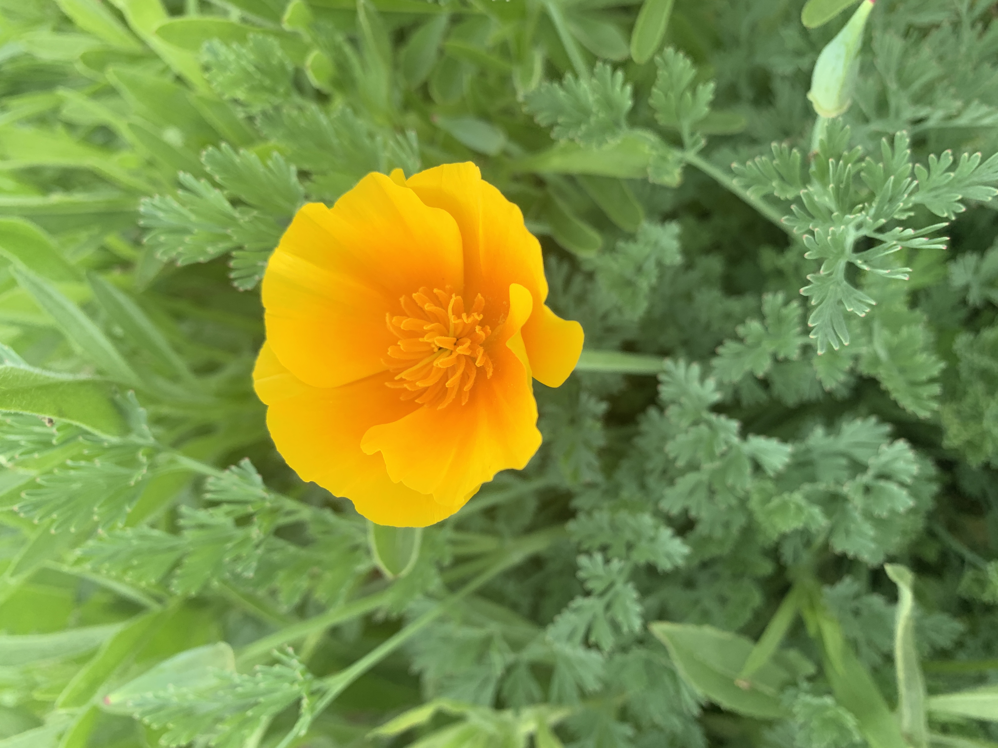 Garden Update